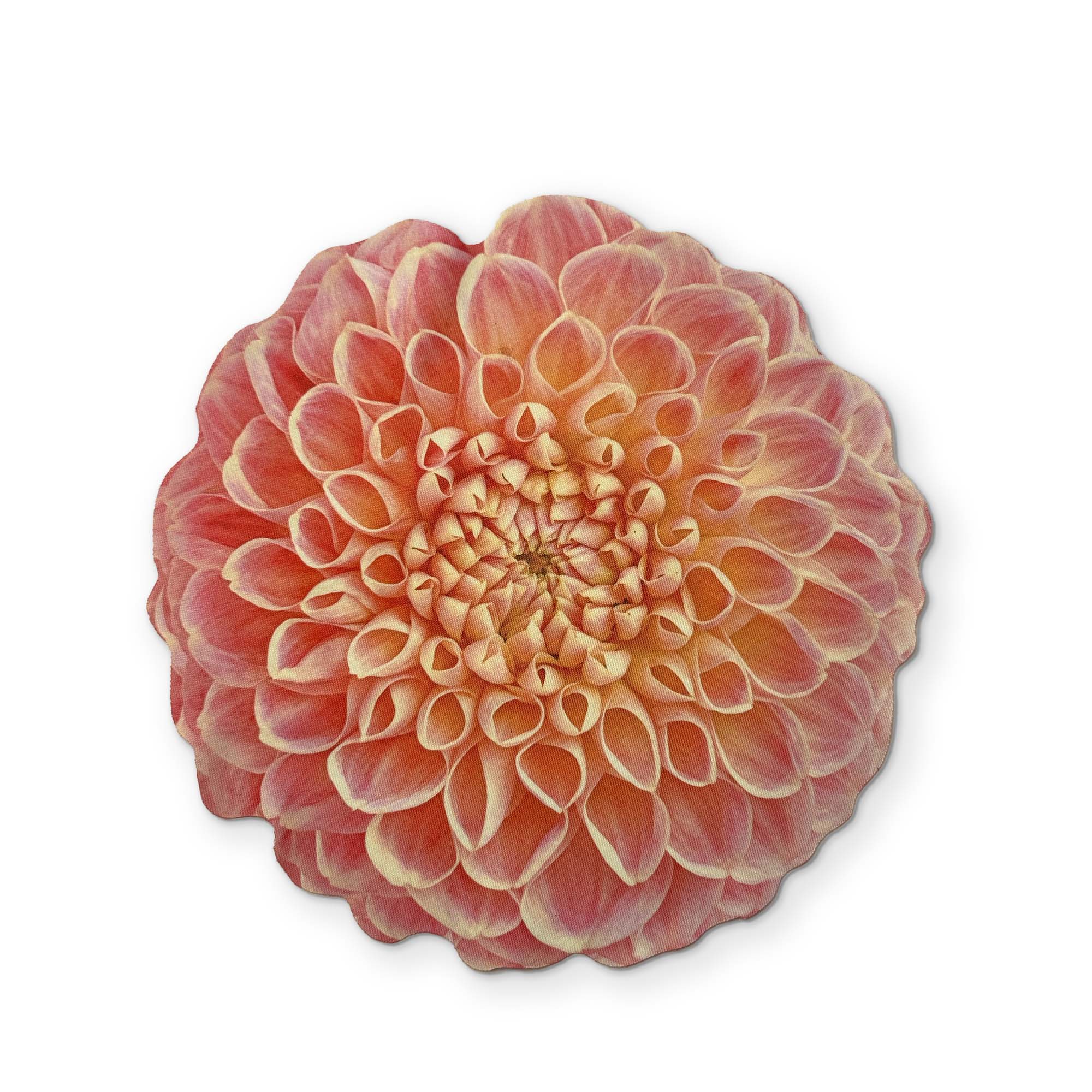 A DAHLIA FLOWER YOU CAN CLEAN YOUR GLASSES WITH - Image 2